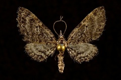 Eupithecia ornata