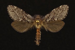 Phymatopus hectoides