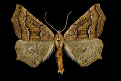 Prochoerodes amplicineraria