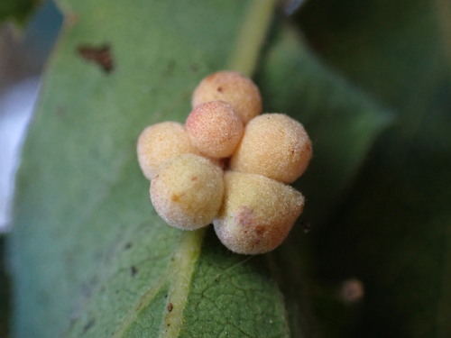 Clustered Gall Wasp photo 5