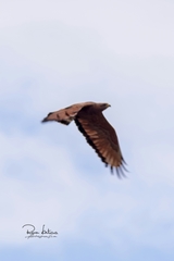 Buteogallus meridionalis