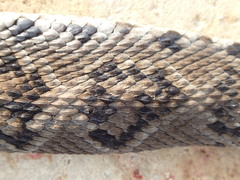 Crotalus tzabcan