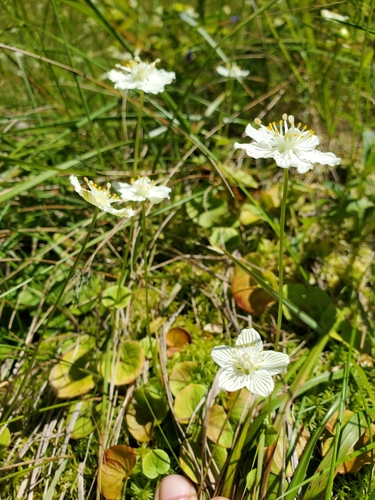 Image of Parnassia asarifolia by (c) Will Kuhn, some rights reserved (CC BY)