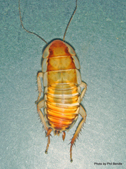 Drymaplaneta heydeniana