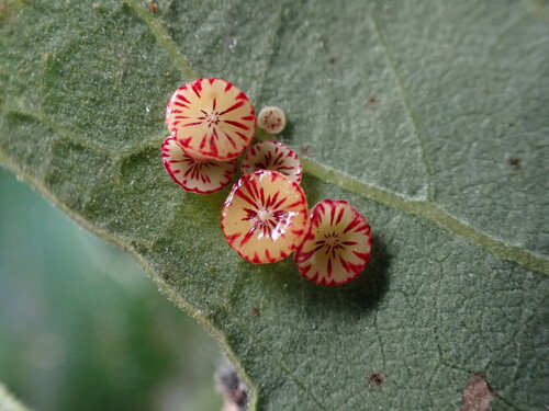 Disc Gall Wasp photo 5