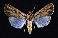 Protogygia lagena