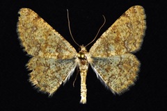 Stergamataea inornata