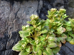 Cochlearia groenlandica