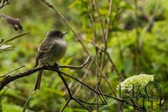 Contopus hispaniolensis