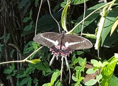 Heraclides hectorides