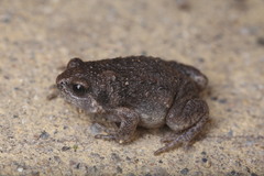 Boreal Digging Frog photo 5