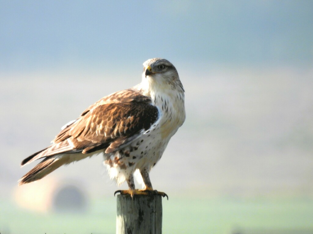 Ferruginous Hawk from Foothills County, AB, Canada on September 6, 2023 ...