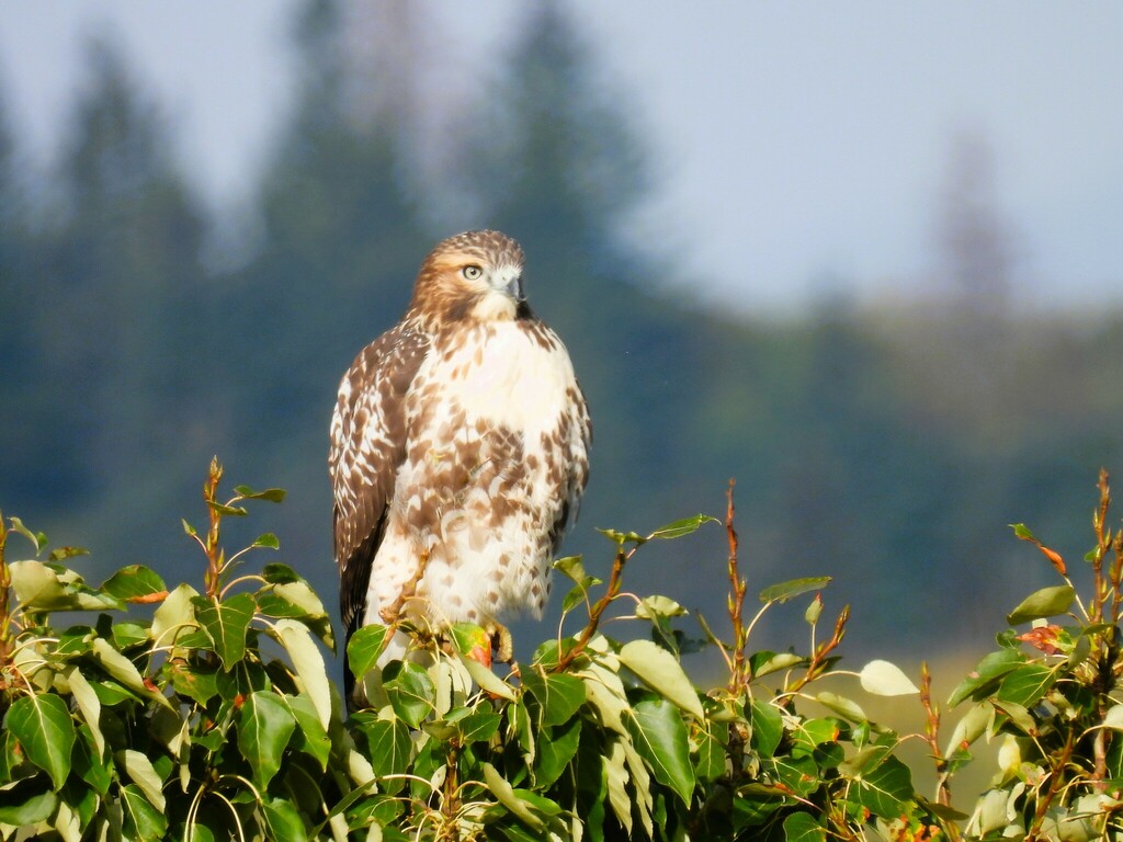 Red Tailed Hawk From Foothills County AB Canada On September 6 2023   Large 