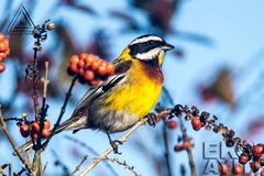 Spindalis dominicensis