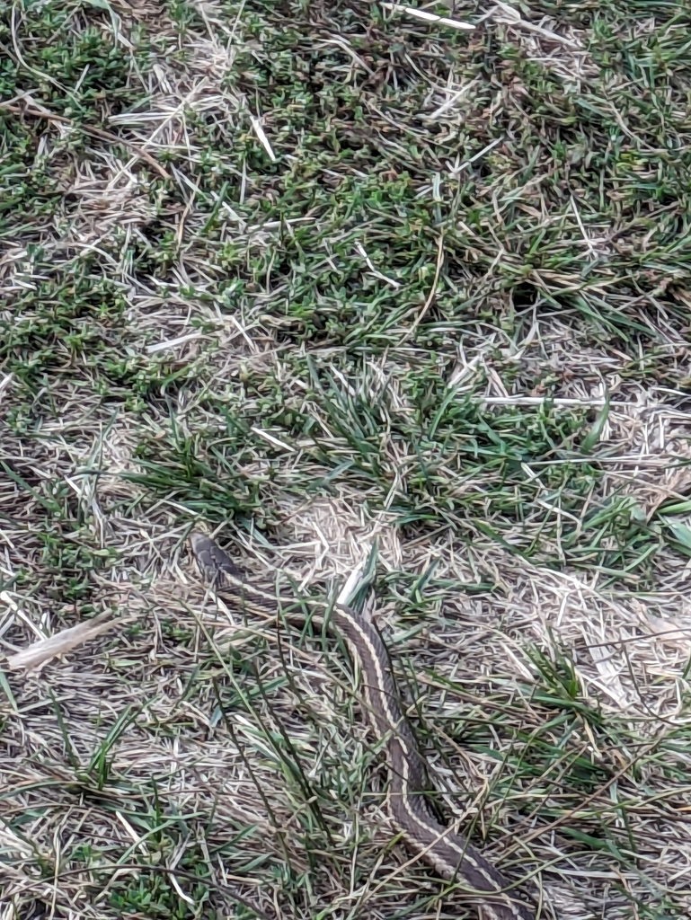 Garter Snakes from Pinesdale, MT 59840, USA on September 4, 2023 at 06: ...