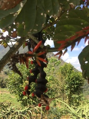 Erythrina rubrinervia