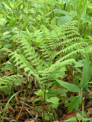 Athyrium spinulosum