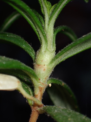 Mimulus Gall Midge