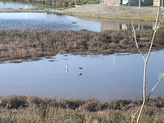 Himantopus mexicanus mexicanus