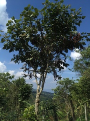 Erythrina rubrinervia