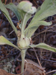 Gnorimoschema s-velutina-spindle-gall gall