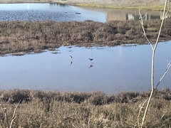 Himantopus mexicanus mexicanus