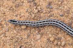Pygopus lepidopodus