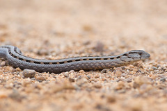 Pygopus lepidopodus