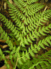 Athyrium spinulosum