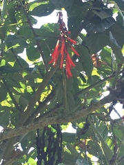 Erythrina rubrinervia