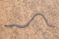 Pygopus lepidopodus