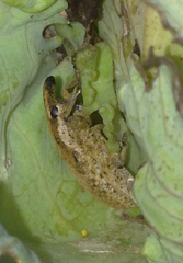 Lixus myagri