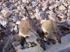 Petrogale lateralis