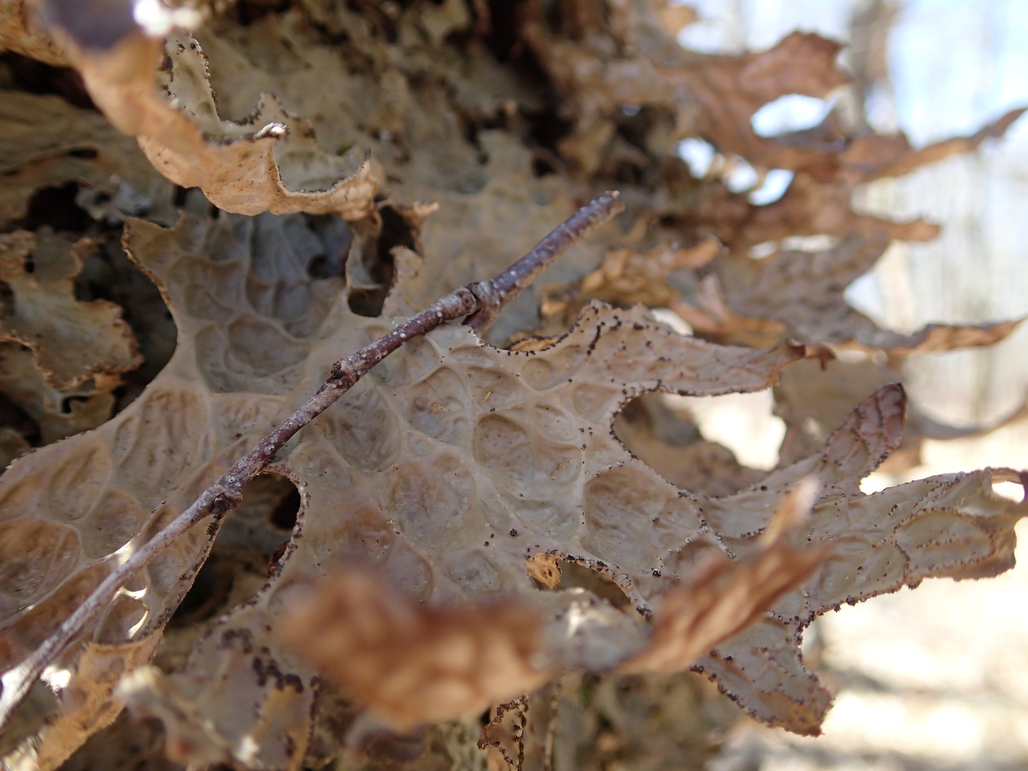Lobaria image