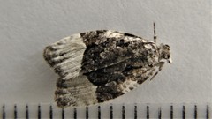 Apotomis funerea