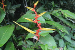 Heliconia richardiana