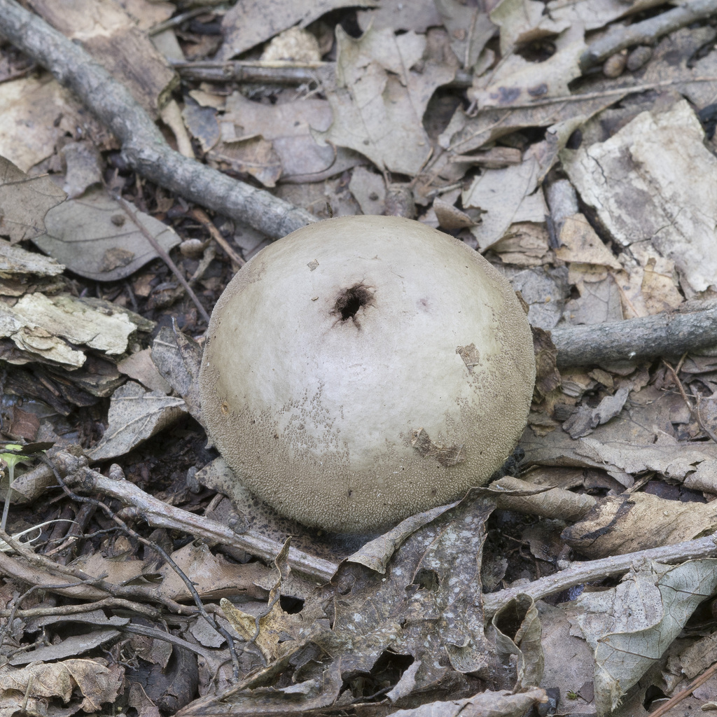 Umber-brown Puffball from Montgomery County, OH, USA on August 25, 2023 ...