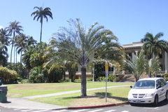 Dypsis decaryi