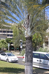 Dypsis decaryi