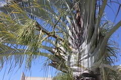 Dypsis decaryi