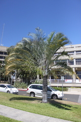 Dypsis decaryi