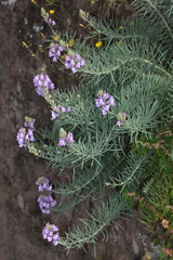 Linaria capraria