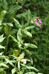 Impatiens glandulifera