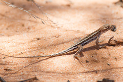 Ctenophorus spinodomus