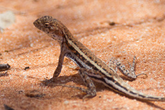 Ctenophorus spinodomus