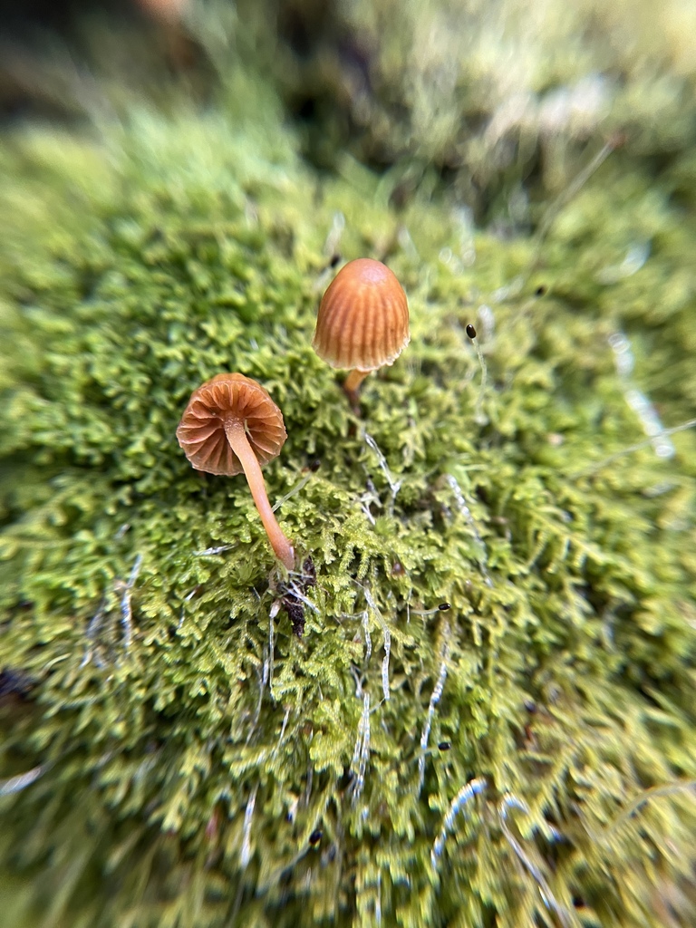 Moss Bell from Royal Nat'l Park NSW 2232, Australia on August 8, 2023 ...