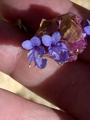 Salvia dorrii var. dorrii