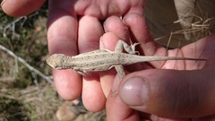 Holbrookia propinqua