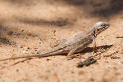 Ctenophorus spinodomus