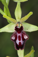 Ophrys sphegodes atrata